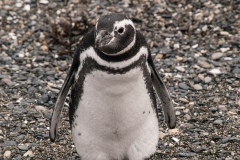 Walk with Penguins
