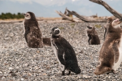 Walk with Penguins