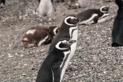 Walk with Penguins