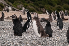 Walk with Penguins