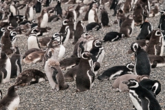 Walk with Penguins