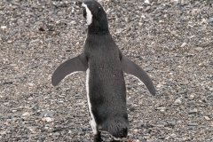 Walk with Penguins