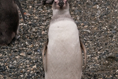 Walk with Penguins