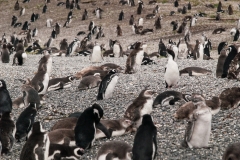 Walk with Penguins