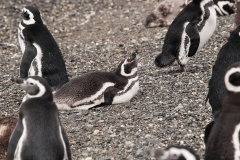 Walk with Penguins