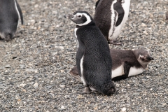 Walk with Penguins