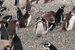 Walk with Penguins