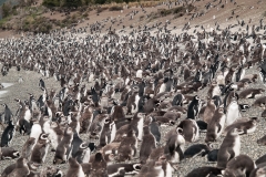 Walk with Penguins
