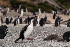 Walk with Penguins