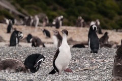 Walk with Penguins