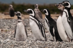 Walk with Penguins