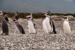 Walk with Penguins