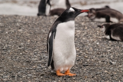 Walk with Penguins