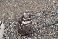 Walk with Penguins