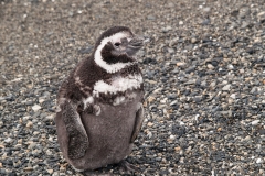 Walk with Penguins