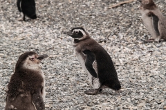 Walk with Penguins