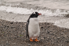 Walk with Penguins