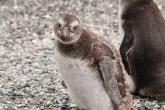 Walk with Penguins