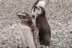 Walk with Penguins