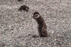 Walk with Penguins