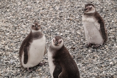 Walk with Penguins