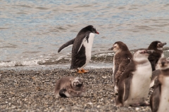 Walk with Penguins