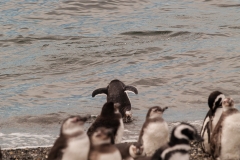 Walk with Penguins