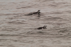 Walk with Penguins