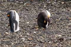 Walk with Penguins