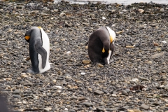 Walk with Penguins