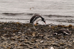 Walk with Penguins