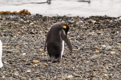 Walk with Penguins