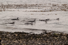 Walk with Penguins
