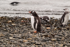 Walk with Penguins