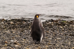 Walk with Penguins