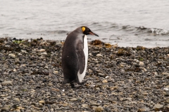 Walk with Penguins