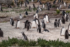 Walk with Penguins