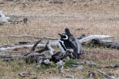 Walk with Penguins