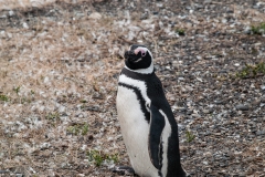 Walk with Penguins