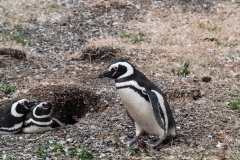 Walk with Penguins