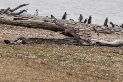 Walk with Penguins