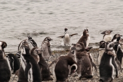 Walk with Penguins