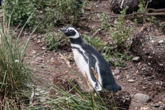 Walk with Penguins