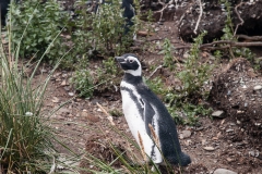 Walk with Penguins