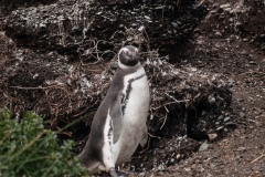 Walk with Penguins