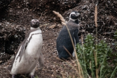 Walk with Penguins