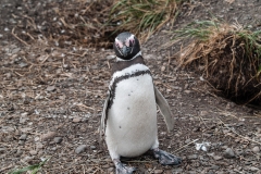Walk with Penguins