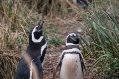 Walk with Penguins