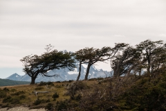 Road to Harberton Estancia