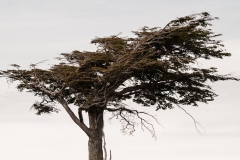 Road to Harberton Estancia